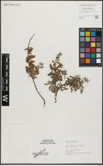 Foto von Salix repens L.